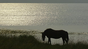 silhouette of horse on grass field near body of water
