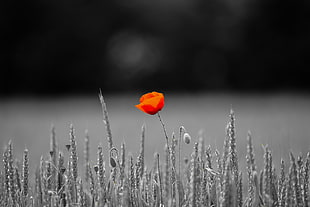 red poppy selective photography at daytime