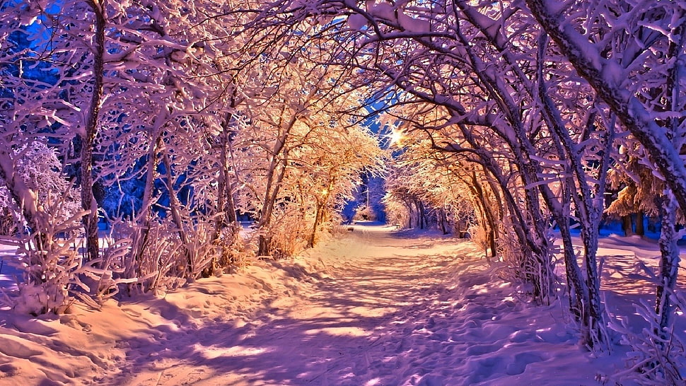 photo of road between purple leaves trees HD wallpaper