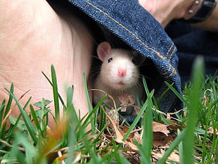 shallow focus photography of white rodent beside person's foot
