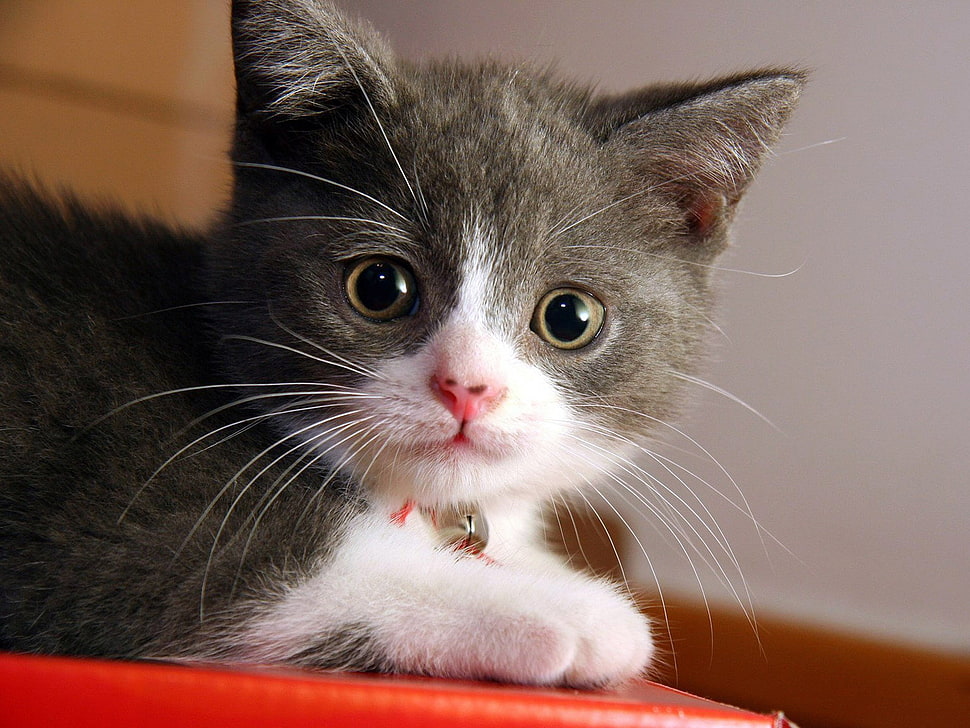 short-fur black and white kitten, feline HD wallpaper