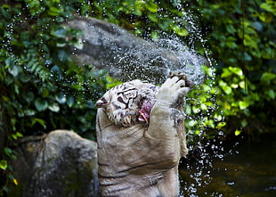 Tiger,  Food,  Spray,  Splashing