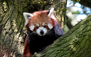 red fox, red panda, animals