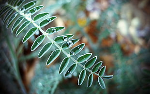 selective focus photography of green leaf plant HD wallpaper
