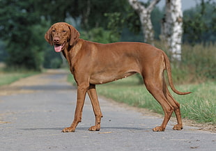 brown short coated dog