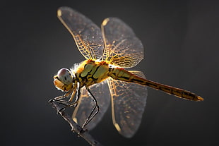 green dragonfly in autofocus photography HD wallpaper