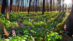 purple flowers, nature, flowers HD wallpaper