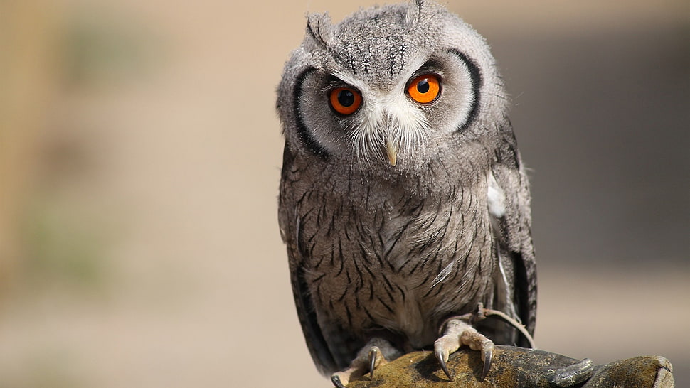 shallow focus photography of gray and black OWL HD wallpaper