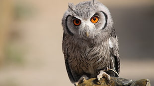 shallow focus photography of gray and black OWL