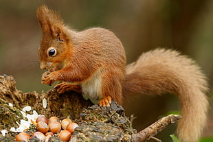 selective focus of squirrel eating walnut HD wallpaper
