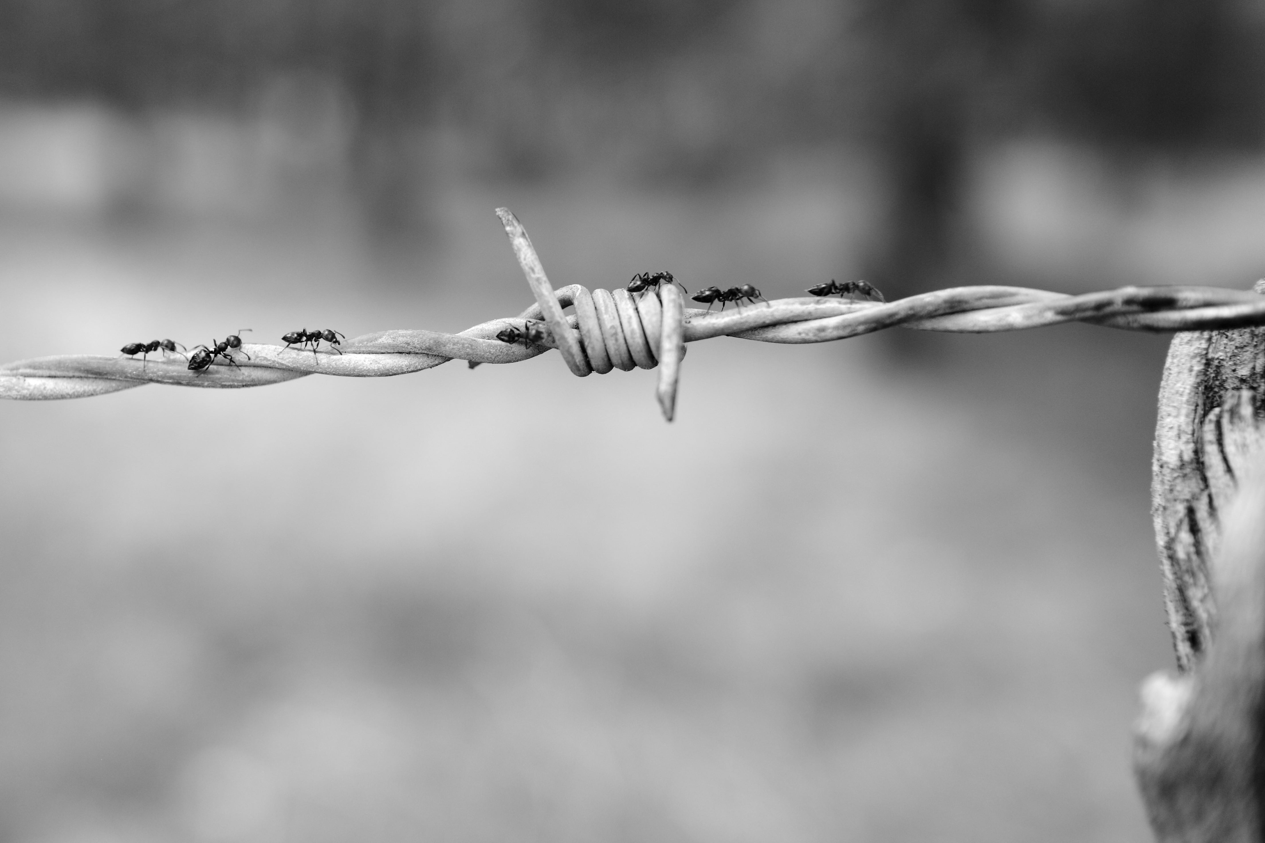 black ants on white burb wire