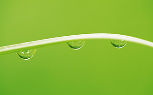 macro photography of water dew dripping from green leaf