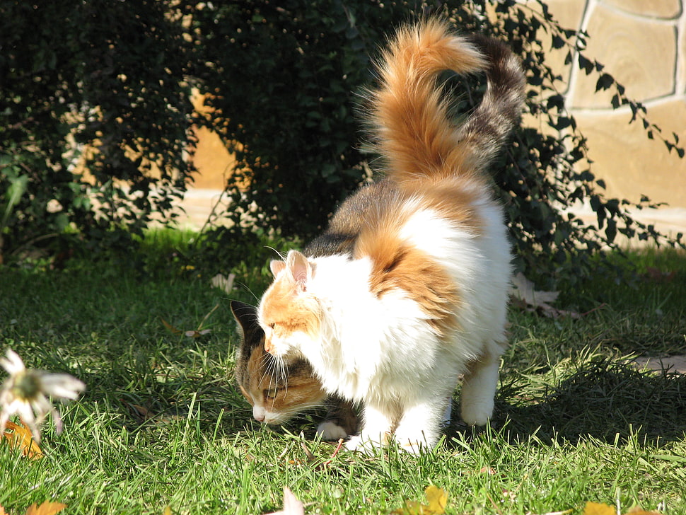 white and brown coated cat HD wallpaper