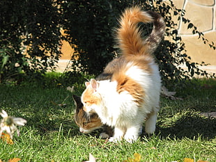 white and brown coated cat