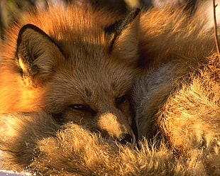 brown fox, animals, nature, fox