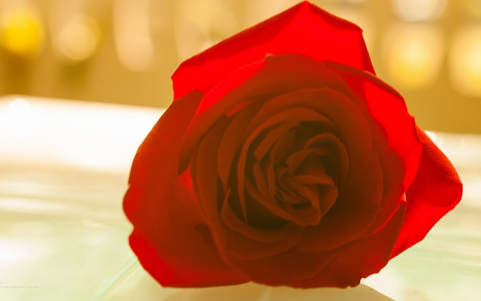 red rose, rose HD wallpaper