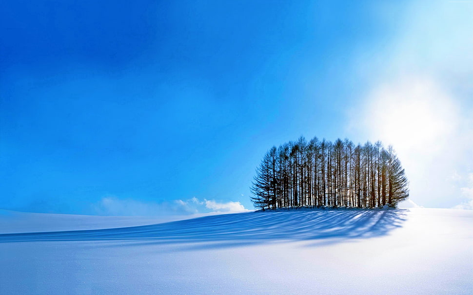 tall green trees, trees, sky, snow HD wallpaper