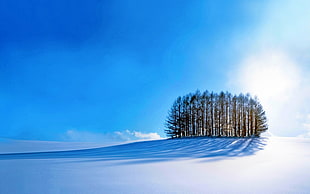 tall green trees, trees, sky, snow
