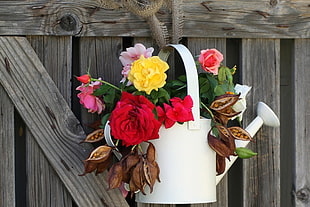 pink, red, and yellow rose flowers in white watering can
