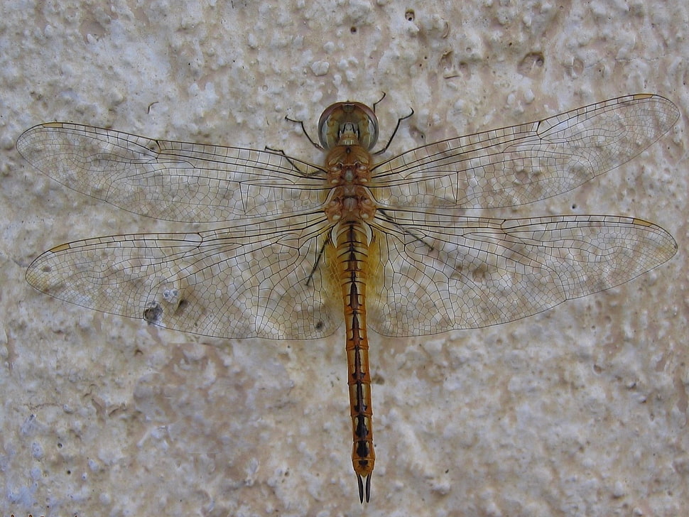 brown Dragonfly in closeup photography HD wallpaper