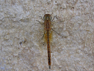brown Dragonfly in closeup photography