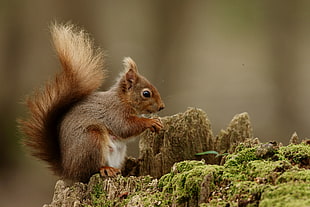 brown squirrel during daytime HD wallpaper