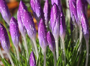 macro lens photography of purple flowers