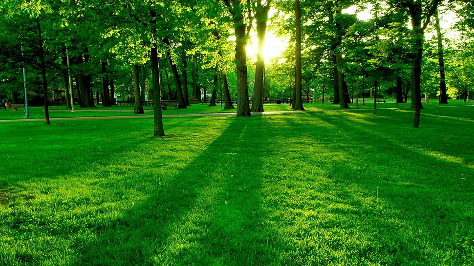 trees on green grass field during daytime HD wallpaper