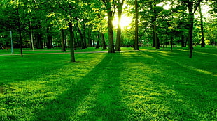 trees on green grass field during daytime
