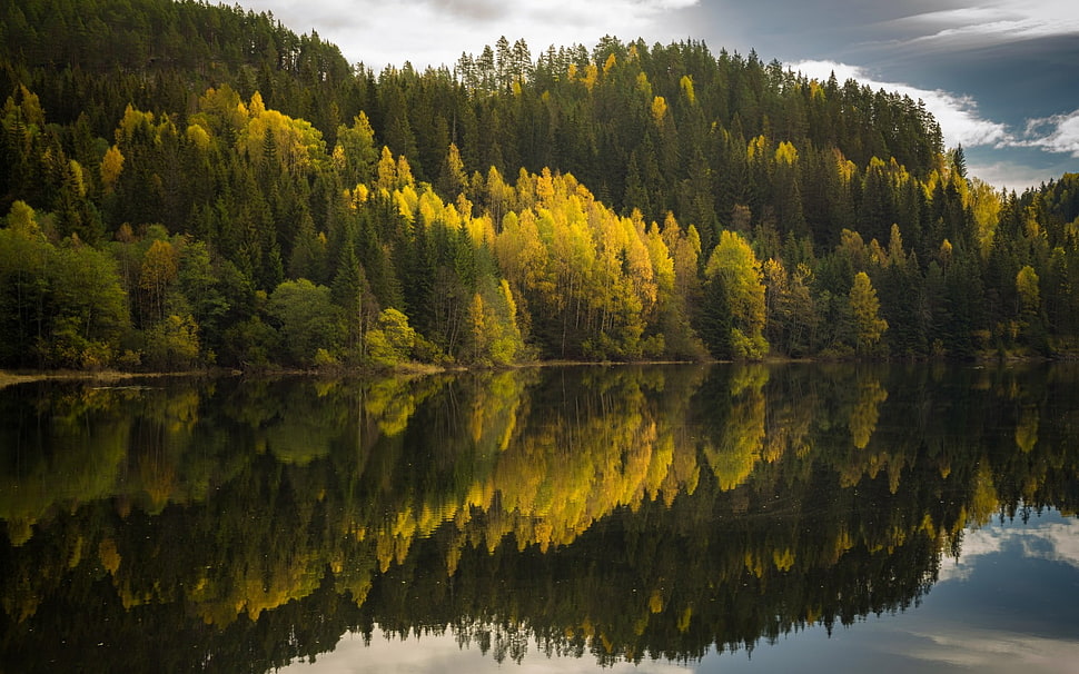 green leafed trees near lake HD wallpaper