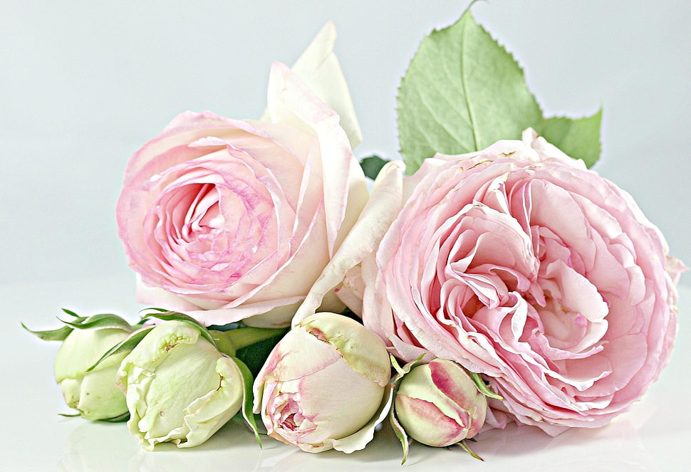 white and pink roses HD wallpaper