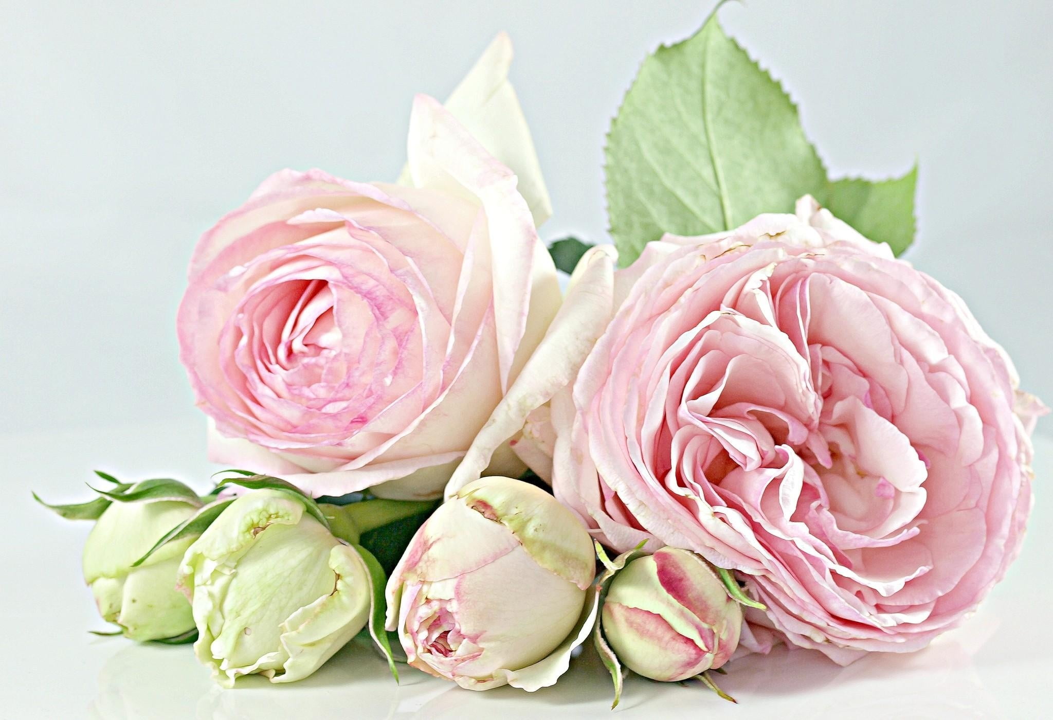white and pink roses