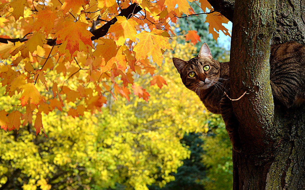 cat on orange leaf tree HD wallpaper