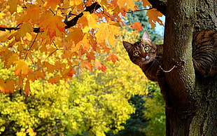 cat on orange leaf tree