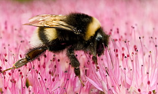 macro selective focus photography of bumblebee on pink petaled flower