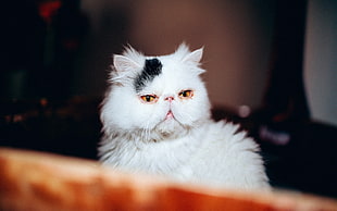 closeup photography of white Persian cat HD wallpaper