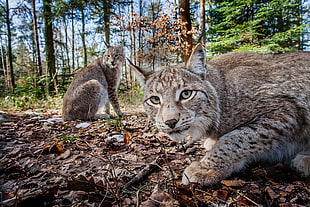 wildlife photography of two gray-and-black bobcats