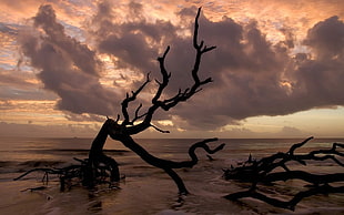silhouette of leafless tree, landscape, sea, clouds, driftwood