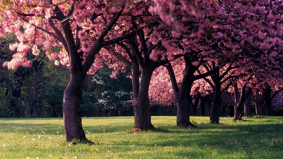 pink cherry blossoms trees HD wallpaper