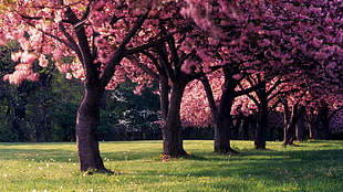 pink cherry blossoms trees