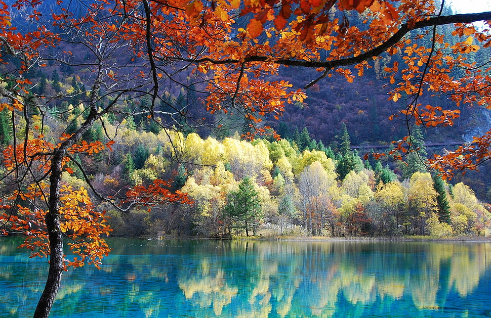 pine trees, pond, trees HD wallpaper