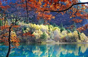 pine trees, pond, trees