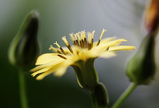 selective focus photography of yellow petaled flower