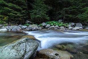 river near forest during daytime HD wallpaper