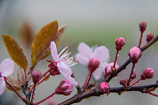 close up photo of Cherry Blossoms