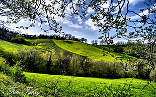 green field under blue sunny cloudy sky HD wallpaper