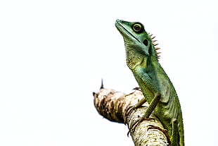 green iguana on branch of tree, green crested lizard