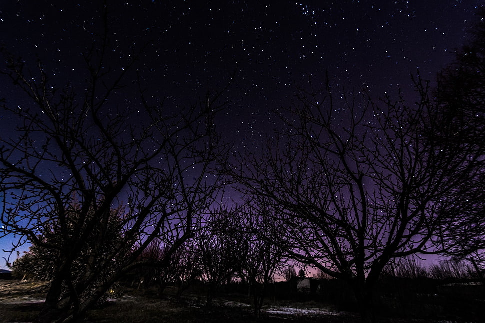 bare trees, landscape, stars, night, starry night HD wallpaper