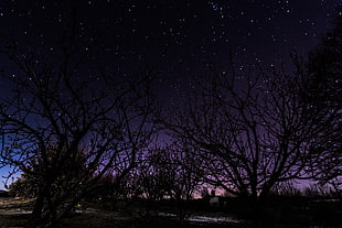 bare trees, landscape, stars, night, starry night HD wallpaper