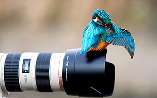 blue and orange bird, animals, nature, birds, kingfisher